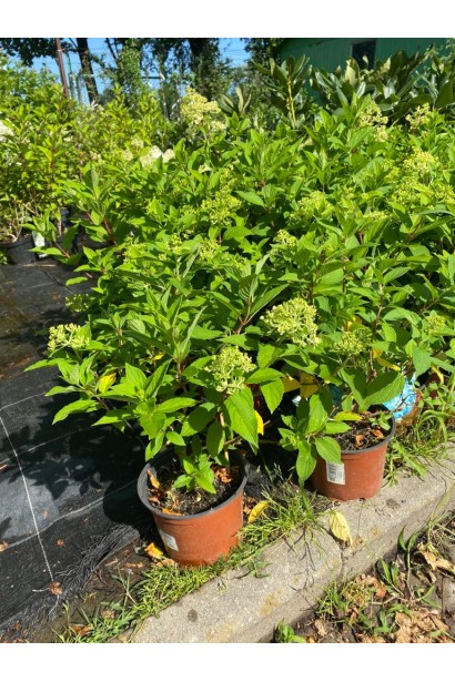 Гортензія Mojito саджанці в садовому центрі